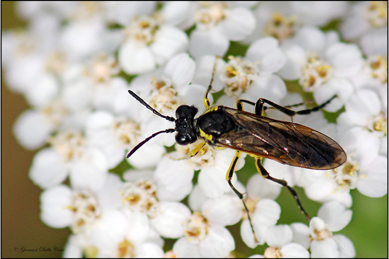 Tenthredo sp. (Tenthredinidae)